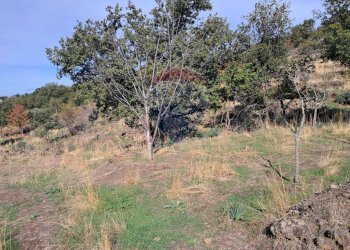 Giardino - Terreno agricolo CONTRADA INCHIUSO, Santa Maria di Licodia - foto 6