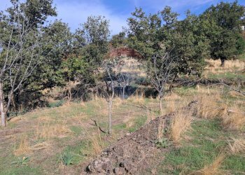 Giardino - Terreno agricolo CONTRADA INCHIUSO, Santa Maria di Licodia - foto 10