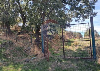 Giardino - Terreno agricolo CONTRADA INCHIUSO, Santa Maria di Licodia - foto 21