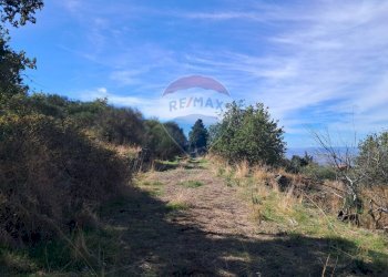 Giardino - Terreno agricolo CONTRADA INCHIUSO, Santa Maria di Licodia - foto 23