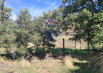 Giardino - Terreno agricolo CONTRADA INCHIUSO, Santa Maria di Licodia - foto 24