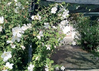 Foto 25 - Villa Carrara - foto 25