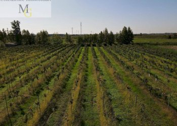 Foto 4 - Terreno agricolo Colognola ai Colli - foto 4