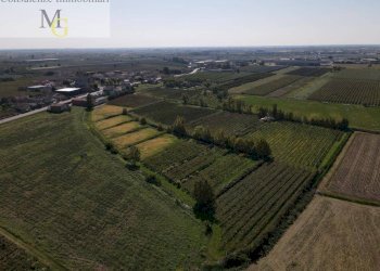 Foto 5 - Terreno agricolo Colognola ai Colli - foto 5