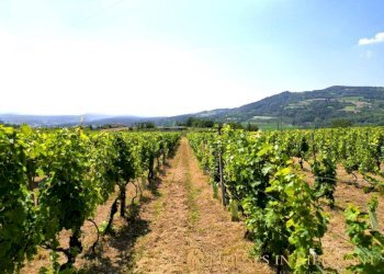 vigne - Rustic Monastero Bormida - photo 7