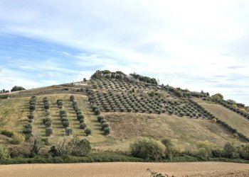 Foto 5 - Terreno agricolo contrada montetinello, Monteprandone - foto 5