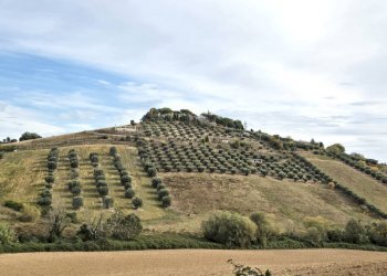 Foto 7 - Terreno agricolo contrada montetinello, Monteprandone - foto 7