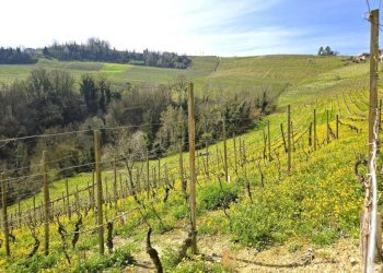 Terreno - Rustico Castiglione Tinella - foto 10