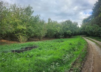 Terreno edificabile Fossano - foto 7