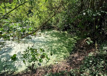 Foto 11 - Rustico Via Don Pennanzio, Bra - foto 11