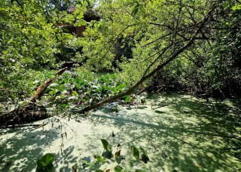 Foto 12 - Rustico Via Don Pennanzio, Bra - foto 12