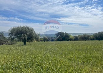 Giardino - Rustico Contrada Cuturi
 
s/n, Scicli - foto 10