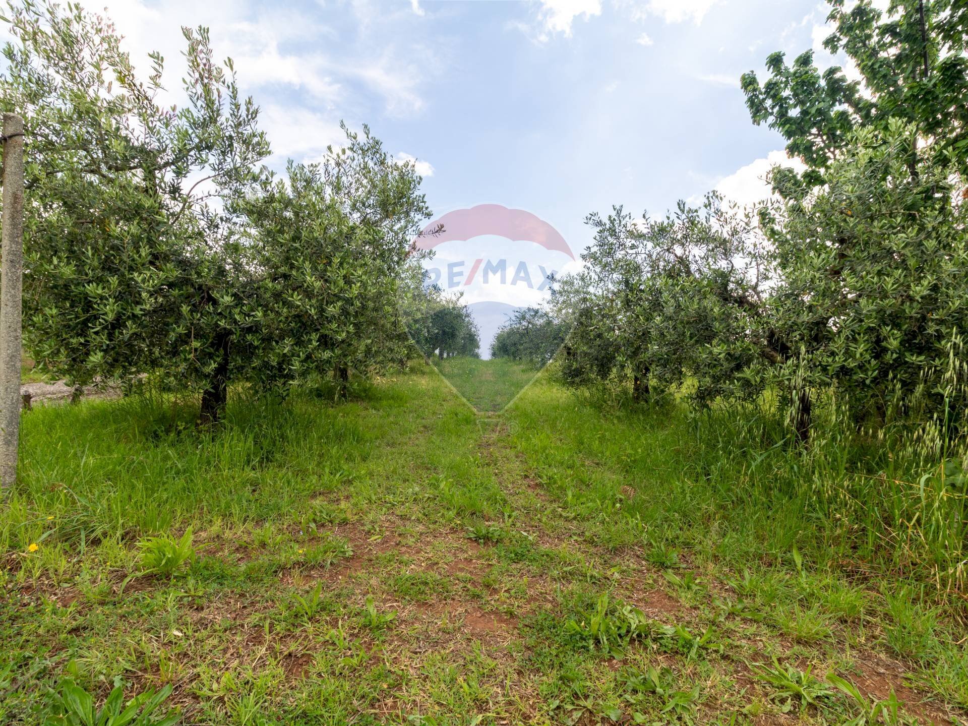 Giardino - Terreno agricolo Via Colle Pallavicini
40, Zagarolo - foto 2