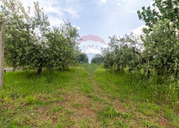 Giardino - Agricultural land Via Colle Pallavicini
40, Zagarolo - photo 2