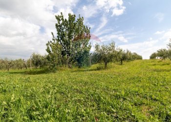 Giardino - Agricultural land Via Colle Pallavicini
40, Zagarolo - photo 8