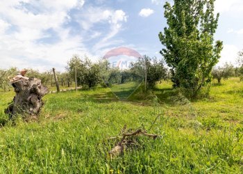 Giardino - Agricultural land Via Colle Pallavicini
40, Zagarolo - photo 9