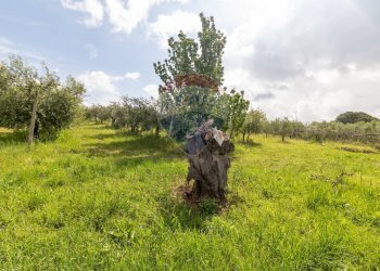 Giardino - Agricultural land Via Colle Pallavicini
40, Zagarolo - photo 10