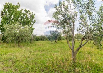 Giardino - Agricultural land Via Colle Pallavicini
40, Zagarolo - photo 17
