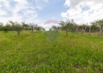 Giardino - Agricultural land Via Colle Pallavicini
40, Zagarolo - photo 18