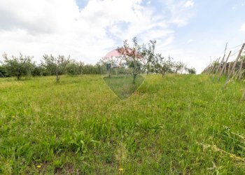 Giardino - Agricultural land Via Colle Pallavicini
40, Zagarolo - photo 19