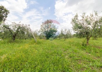 Giardino - Agricultural land Via Colle Pallavicini
40, Zagarolo - photo 20