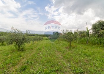 Giardino - Agricultural land Via Colle Pallavicini
40, Zagarolo - photo 21