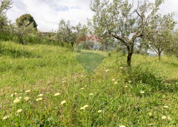 Giardino - Agricultural land Via Colle Pallavicini
40, Zagarolo - photo 25