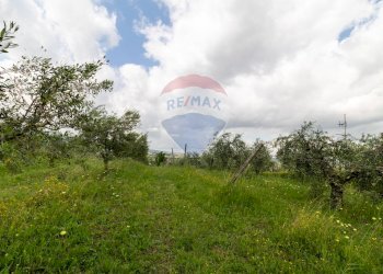 Giardino - Agricultural land Via Colle Pallavicini
40, Zagarolo - photo 26