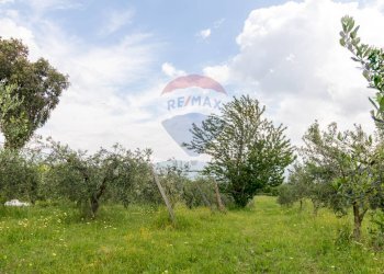 Giardino - Agricultural land Via Colle Pallavicini
40, Zagarolo - photo 27