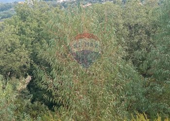 Giardino - Terreno agricolo VIA SOLACCIANO
 
SNC, Minturno - foto 4