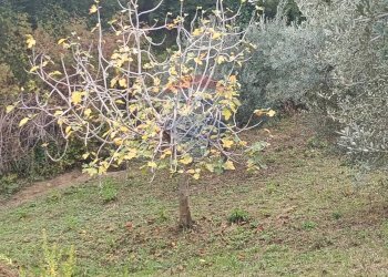 Giardino - Terreno agricolo VIA SOLACCIANO
 
SNC, Minturno - foto 5