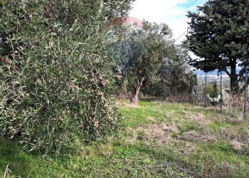 Giardino - Agricultural land contrada accia
 
snc, Bagheria - photo 4