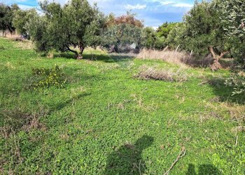 Giardino - Agricultural land contrada accia
 
snc, Bagheria - photo 5