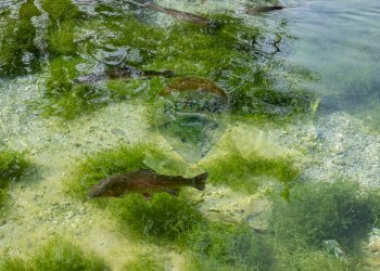 Non correlato - Attività Commerciale Castel Goffredo - foto 10