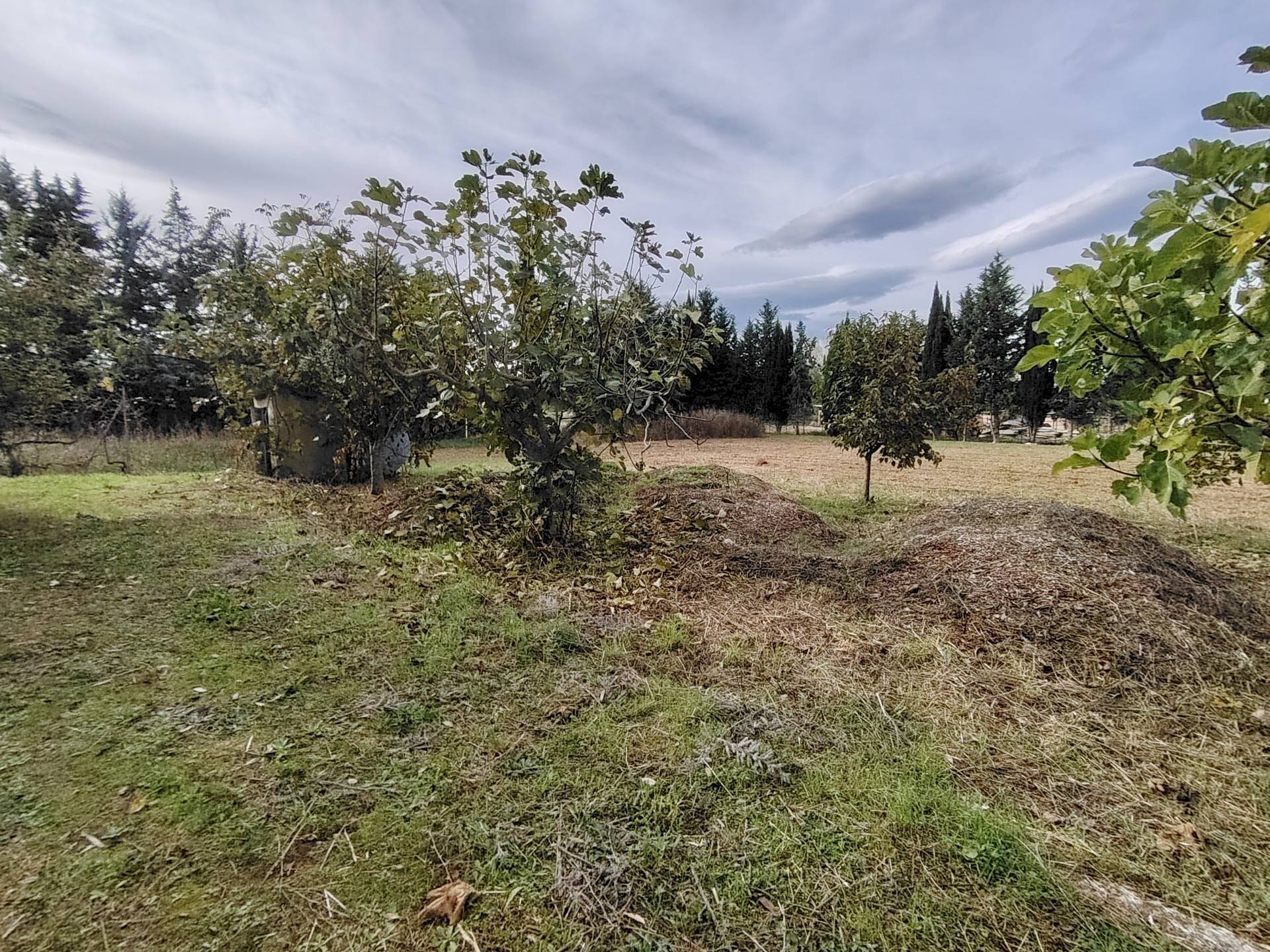 Foto 2 - Terreno agricolo C.da Congiunti, Collecorvino - foto 2