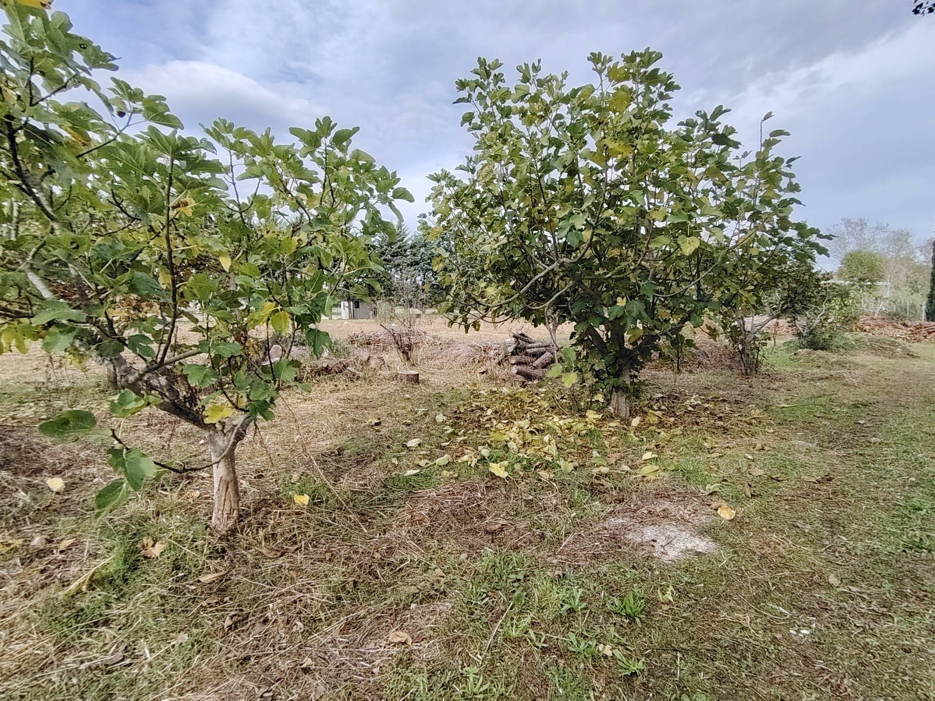 Foto 3 - Terreno agricolo C.da Congiunti, Collecorvino - foto 3