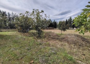 Foto 2 - Terreno agricolo C.da Congiunti, Collecorvino - foto 2