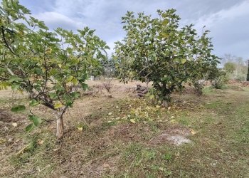 Foto 3 - Terreno agricolo C.da Congiunti, Collecorvino - foto 3