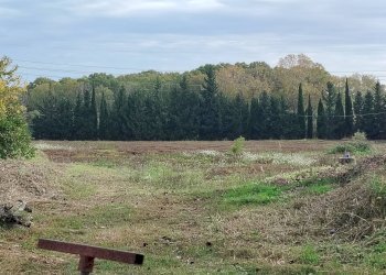 Foto 5 - Terreno agricolo C.da Congiunti, Collecorvino - foto 5