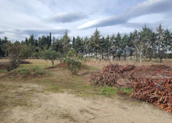 Foto 6 - Terreno agricolo C.da Congiunti, Collecorvino - foto 6