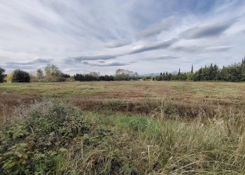 Foto 7 - Terreno agricolo C.da Congiunti, Collecorvino - foto 7