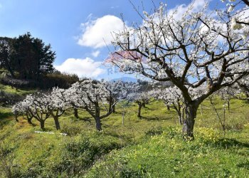 Giardino - Villa Via Esterna Strazzasiti
 
snc, Monreale - foto 2