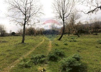 Giardino - Terreno edificabile Via Giacomo Matteotti
 
sn, Linguaglossa - foto 18