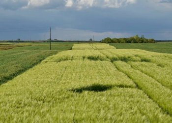 Foto 2 - Terreno agricolo Via Grandi, Truccazzano - foto 2