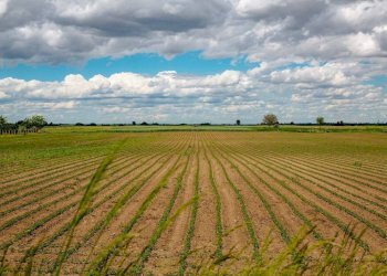 Foto 5 - Terreno agricolo Via Grandi, Truccazzano - foto 5