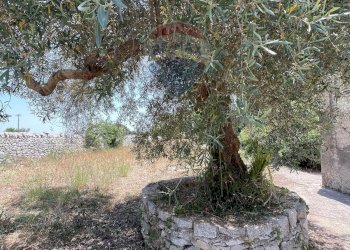 Giardino - Terreno agricolo contrada Sanangelo, Modica - foto 4