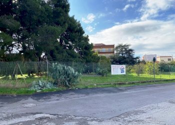 IMG_1108.jpg - Terreno agricolo Via Vito Donato Bianco, Sammichele di Bari - foto 3