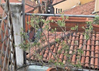 20200701_181515.jpg - Attico Via del Pratello, Bologna (zona Centro Storico) - foto 5