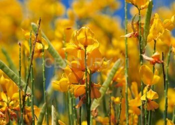 struttura9.jpg - Casa indipendente podere san giuseppe, Piancastagnaio - foto 20