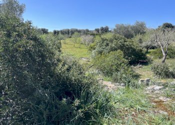 IMG_5697.jpg - Terreno agricolo contrada colacurto snc, Carovigno - foto 11